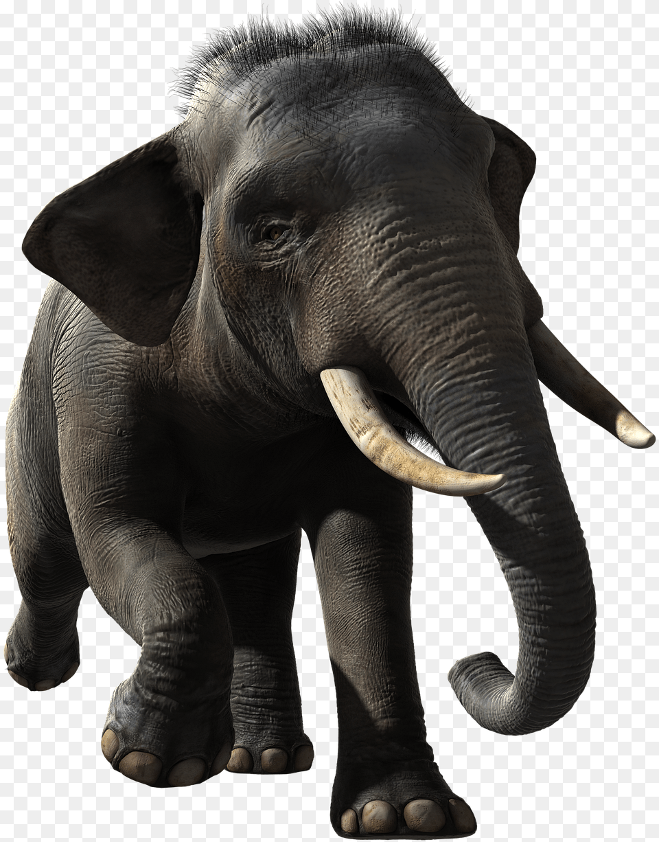 Elephant, Animal, Mammal, Wildlife Png