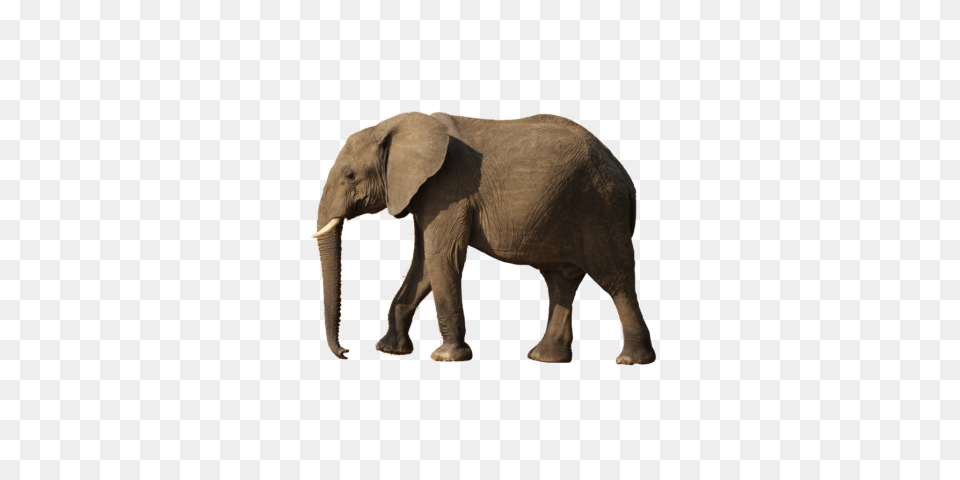 Elephant, Animal, Mammal, Wildlife Free Transparent Png