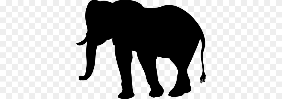 Elephant Gray Free Png Download