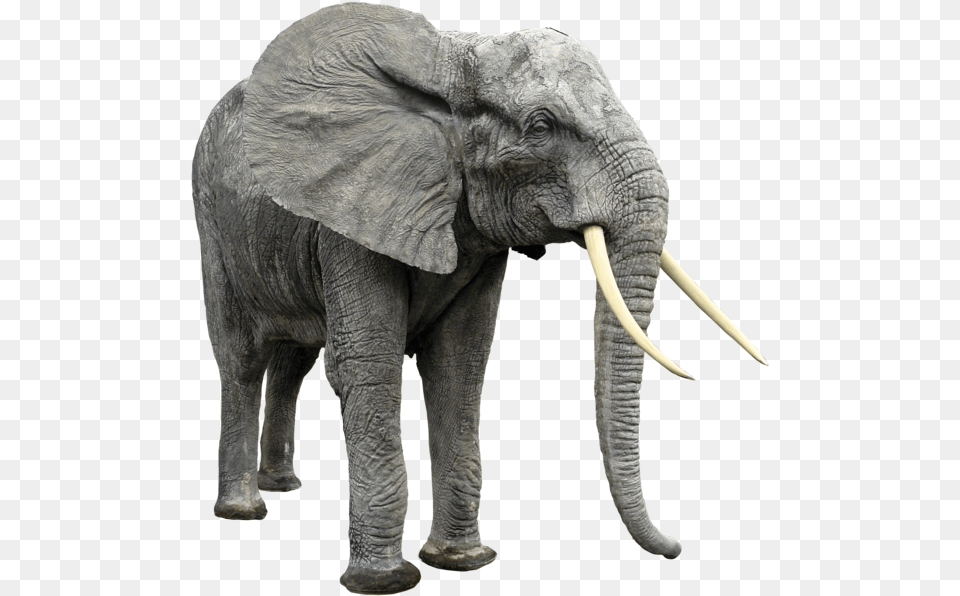 Elephant, Animal, Mammal, Wildlife Free Png