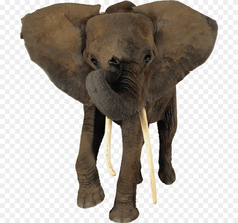 Elephant, Animal, Mammal, Wildlife Free Png Download