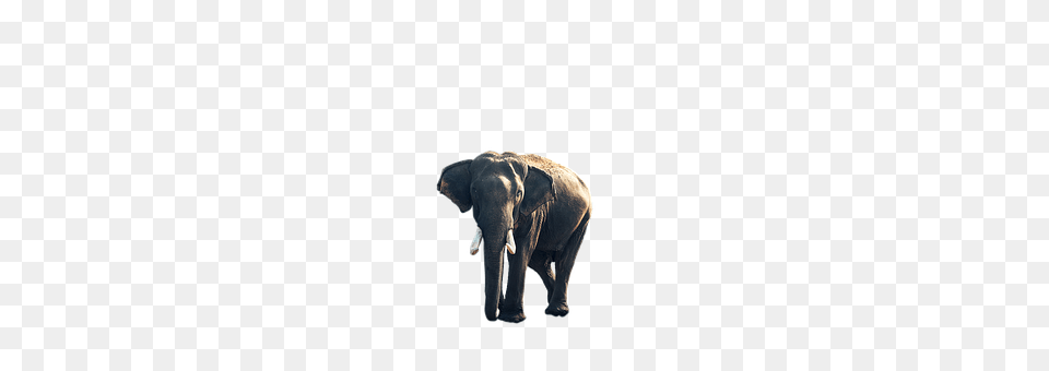 Elephant Animal, Mammal, Wildlife Free Png Download