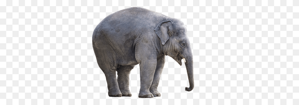 Elephant Animal, Mammal, Wildlife Png
