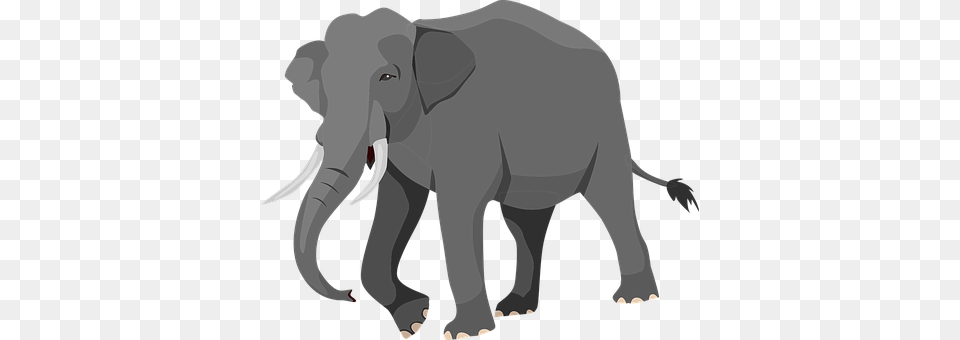 Elephant Animal, Mammal, Wildlife Free Transparent Png