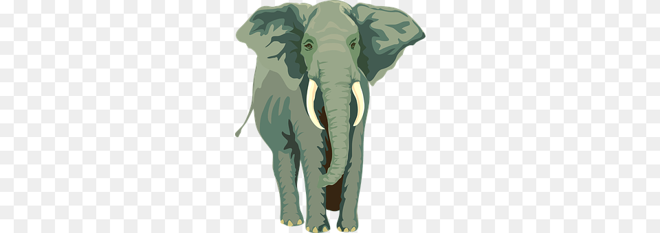 Elephant Adult, Male, Man, Person Png