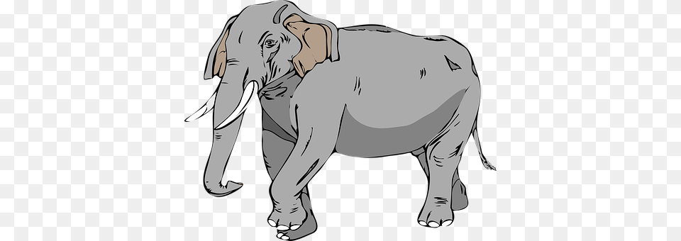 Elephant Adult, Female, Person, Woman Free Png