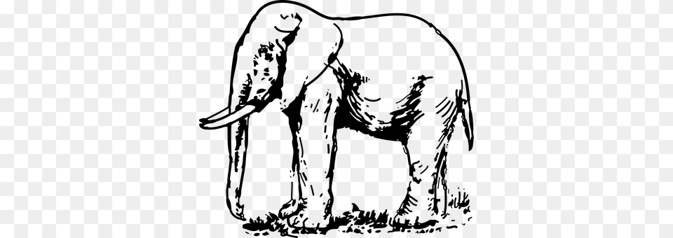 Elephant Gray Png