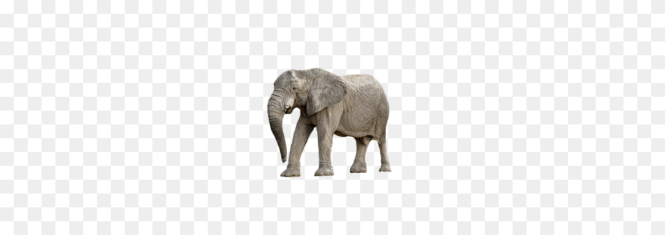 Elephant Animal, Mammal, Wildlife Free Png