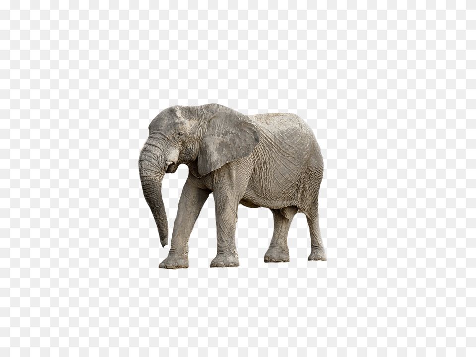 Elephant Animal, Mammal, Wildlife Png Image