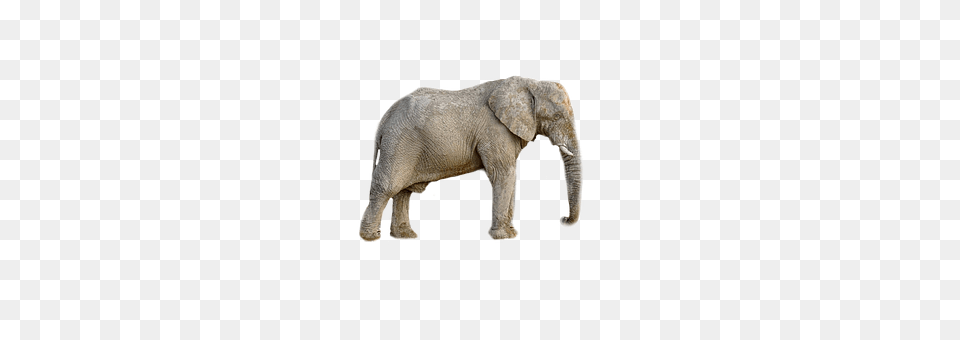 Elephant Animal, Mammal, Wildlife Free Transparent Png