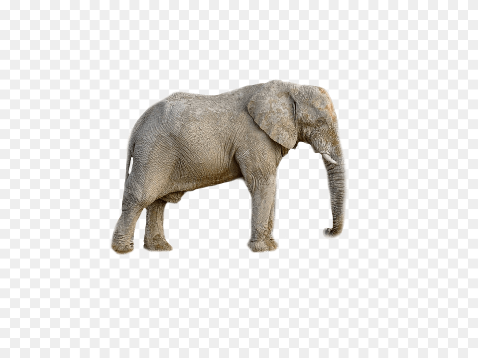 Elephant Animal, Mammal, Wildlife Png