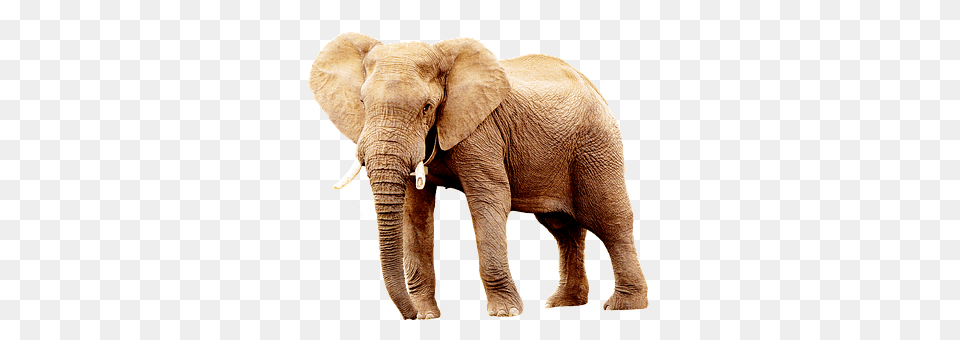 Elephant Animal, Mammal, Wildlife Free Transparent Png