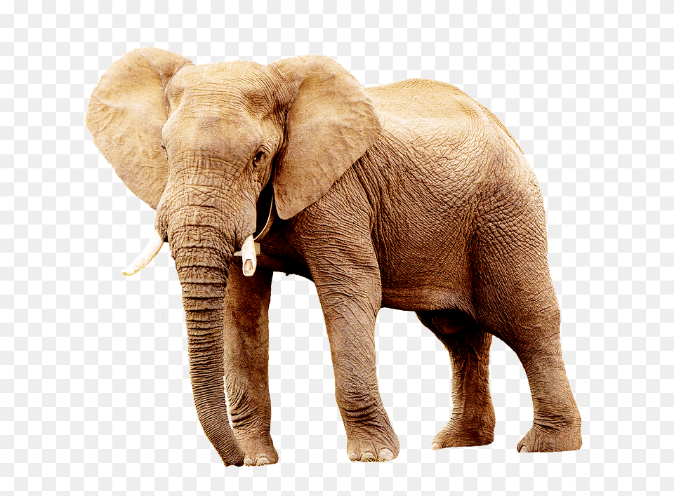 Elephant Animal, Mammal, Wildlife Png