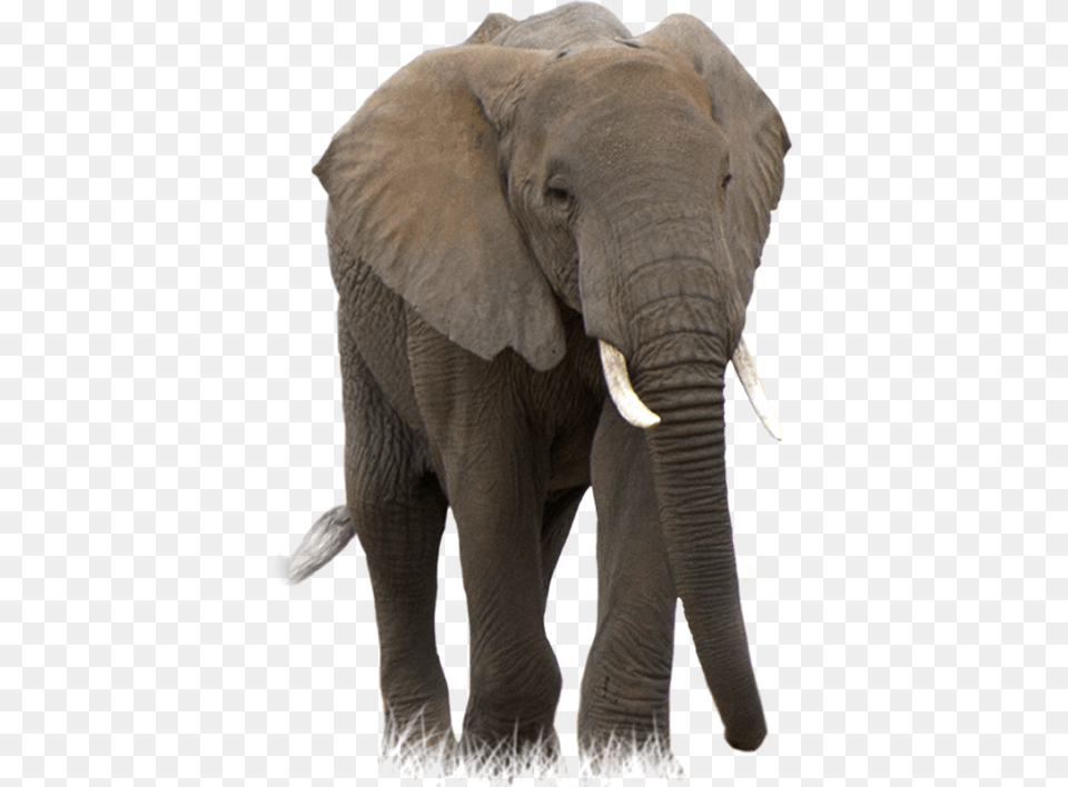 Elephant, Animal, Mammal, Wildlife Free Png Download