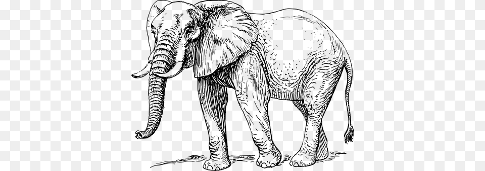 Elephant Gray Free Png Download