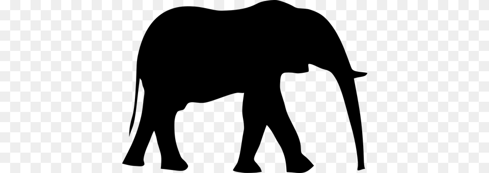 Elephant Gray Png Image