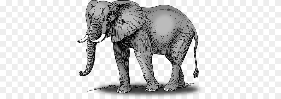 Elephant Animal, Mammal, Wildlife Free Png