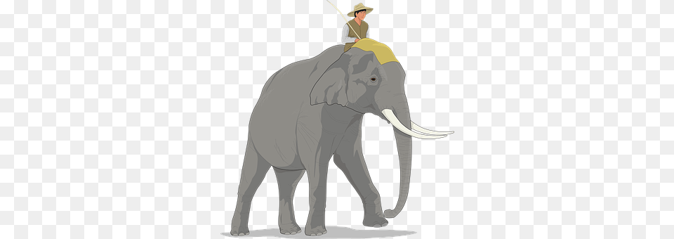 Elephant Adult, Female, Person, Woman Png