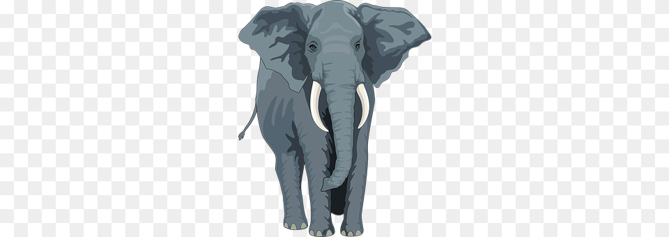 Elephant Animal, Mammal, Person, Wildlife Free Transparent Png