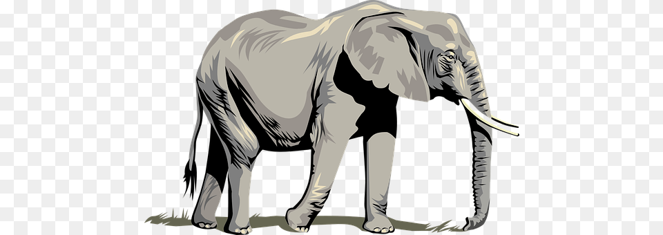 Elephant Animal, Mammal, Adult, Male Free Transparent Png