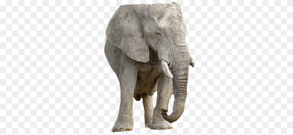 Elephant Animal Africa Background, Mammal, Wildlife Free Transparent Png