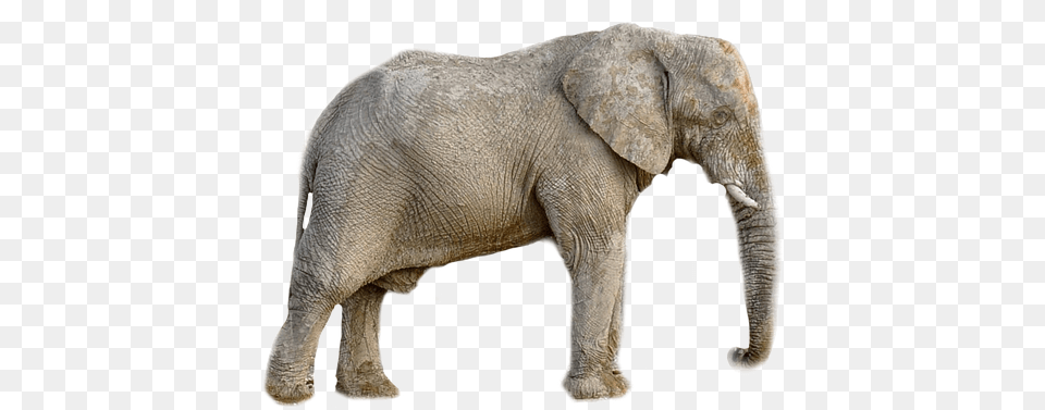 Elephant Animal Africa Transparent Background Slon, Mammal, Wildlife Free Png