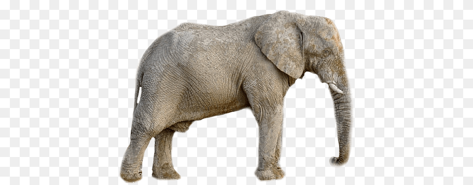 Elephant Animal Africa Transparent Slon, Mammal, Wildlife Png Image