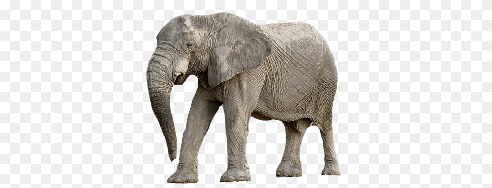 Elephant Animal Africa Transparent Zwierzta Z Afryki, Mammal, Wildlife Png