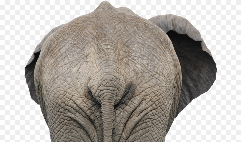 Elephant Animal African Nature Mammal Wild Elephant Butt, Wildlife Free Png Download