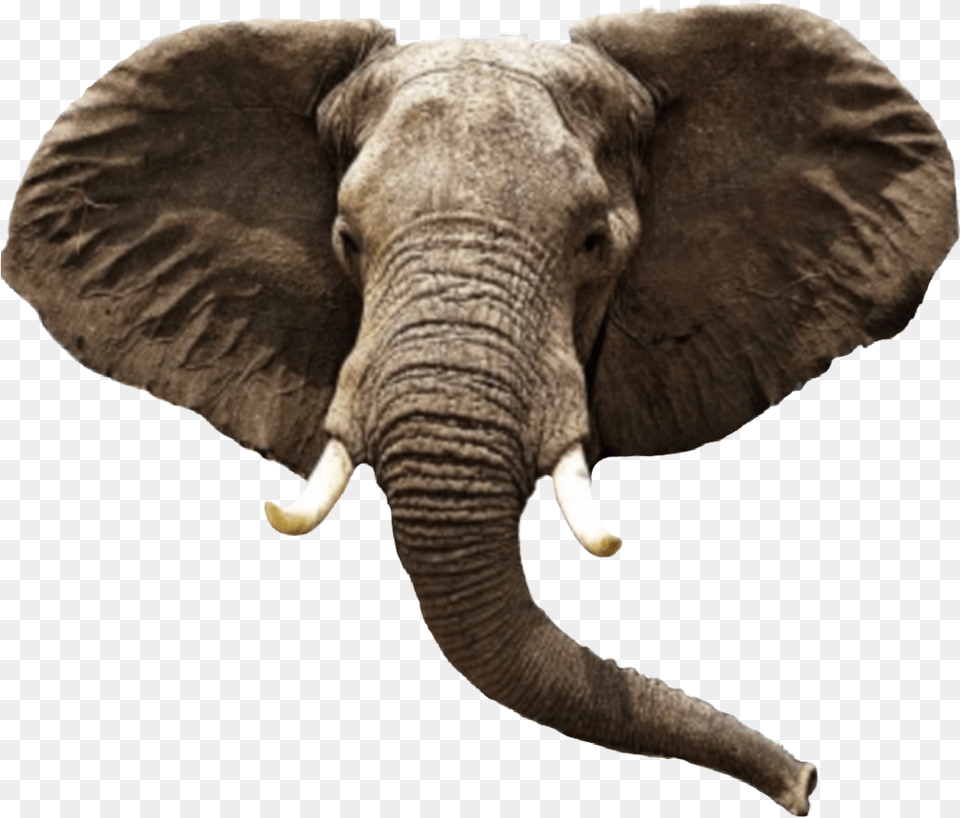 Elephant Animal Head, Mammal, Wildlife Free Transparent Png