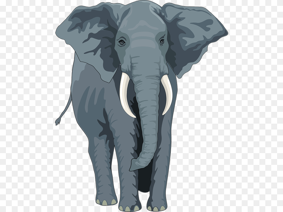 Elephant Animal Trunk Tusks Wild Nature Wildlife Elephant Front View Clipart, Baby, Person, Face, Head Png Image