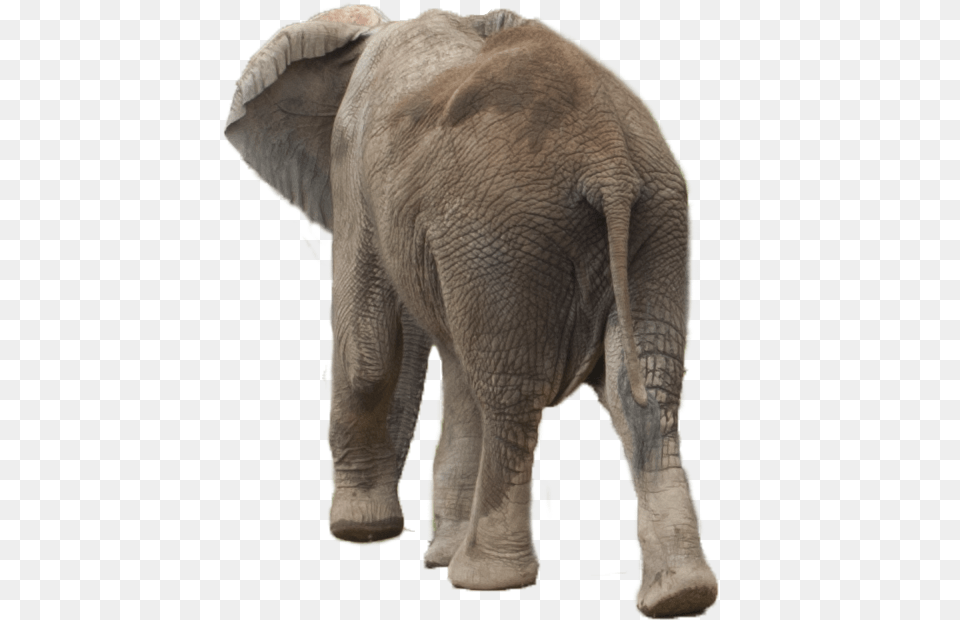 Elephant Asian Elephant, Animal, Mammal, Wildlife Png Image
