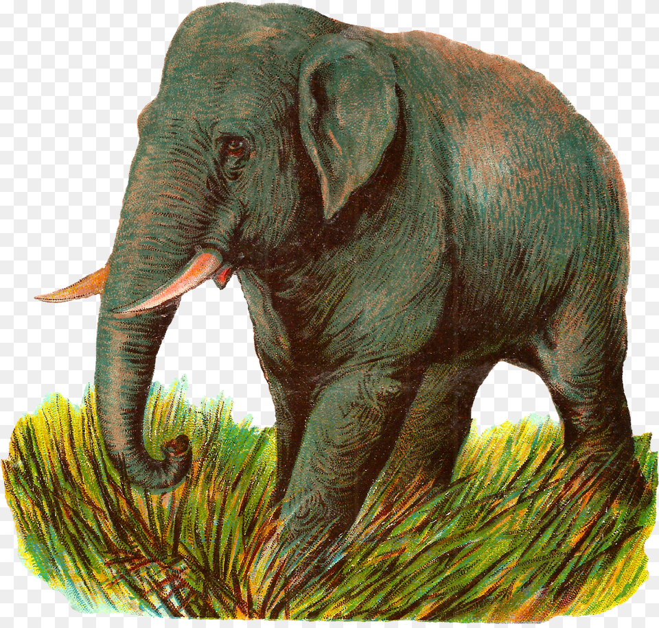 Elephant Asian Image Animal Illustration Digital Clipart Indian Elephant, Mammal, Wildlife Free Transparent Png