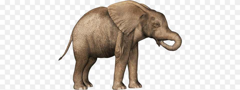 Elephant Baby Clipart Small Elephant No Background, Animal, Mammal, Wildlife Free Png Download