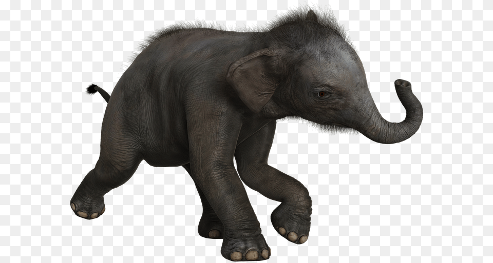 Elephant Baby Pachyderm Mammals Wild Cute Indian Elephant, Animal, Mammal, Wildlife Free Transparent Png