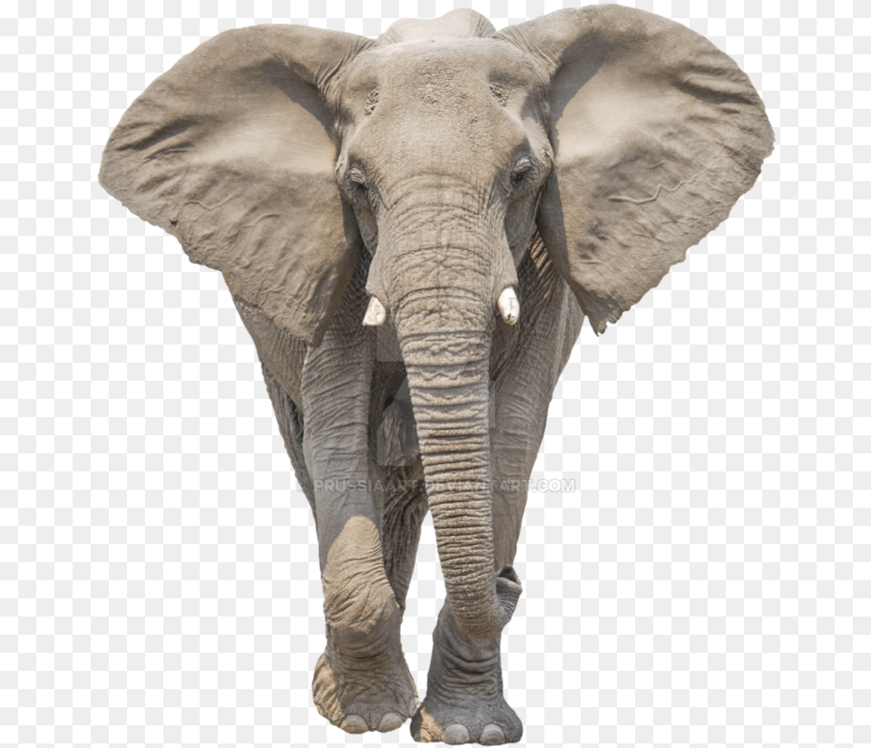 Elephant Background Elephant, Animal, Mammal, Wildlife Free Transparent Png