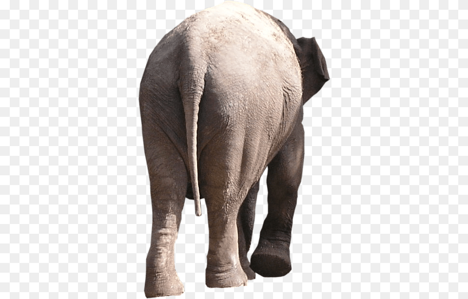 Elephant Behind Portable Network Graphics, Animal, Mammal, Wildlife Free Transparent Png