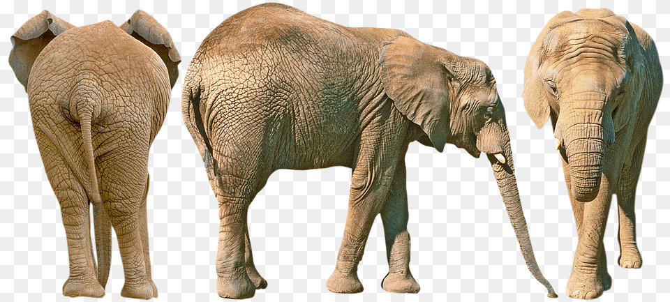 Elephant Butt, Animal, Mammal, Wildlife Png