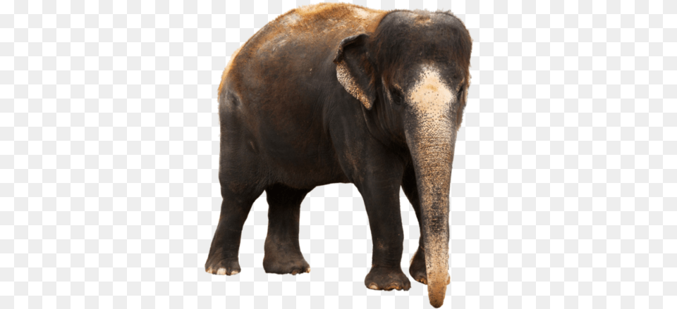 Elephant Clipart 4 Photo 5405 Transparent Science Trivia About Animals, Animal, Mammal, Wildlife Png