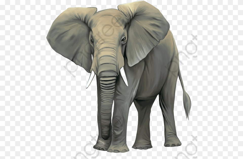 Elephant Clipart Realistic Elephant Wild Animals Clipart, Animal, Mammal, Wildlife Free Transparent Png