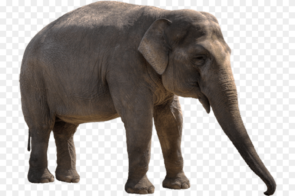 Elephant Clipart Transparent Background Asian Elephant, Animal, Mammal, Wildlife Free Png Download