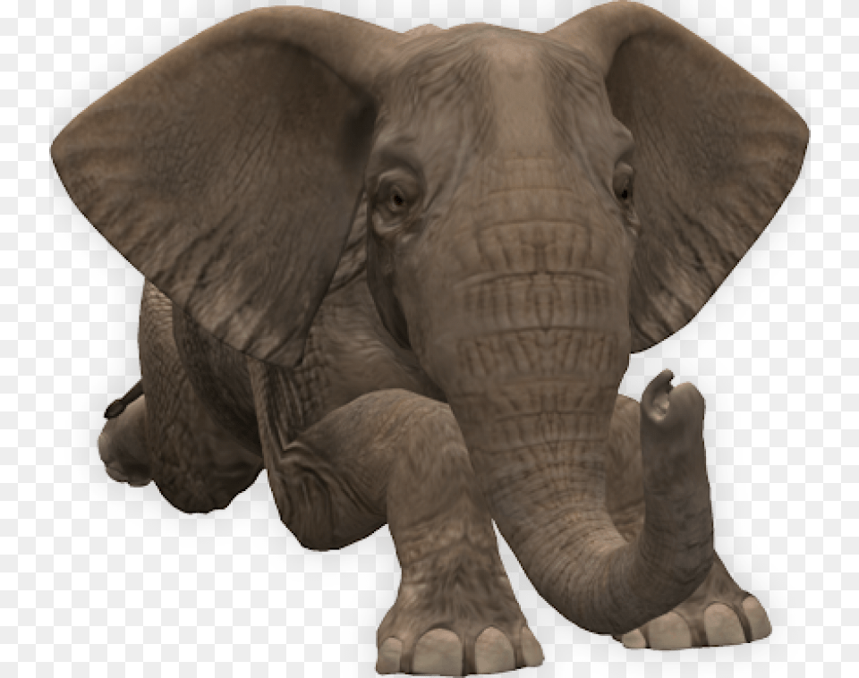 Elephant Down Elephant, Animal, Mammal, Wildlife Free Transparent Png
