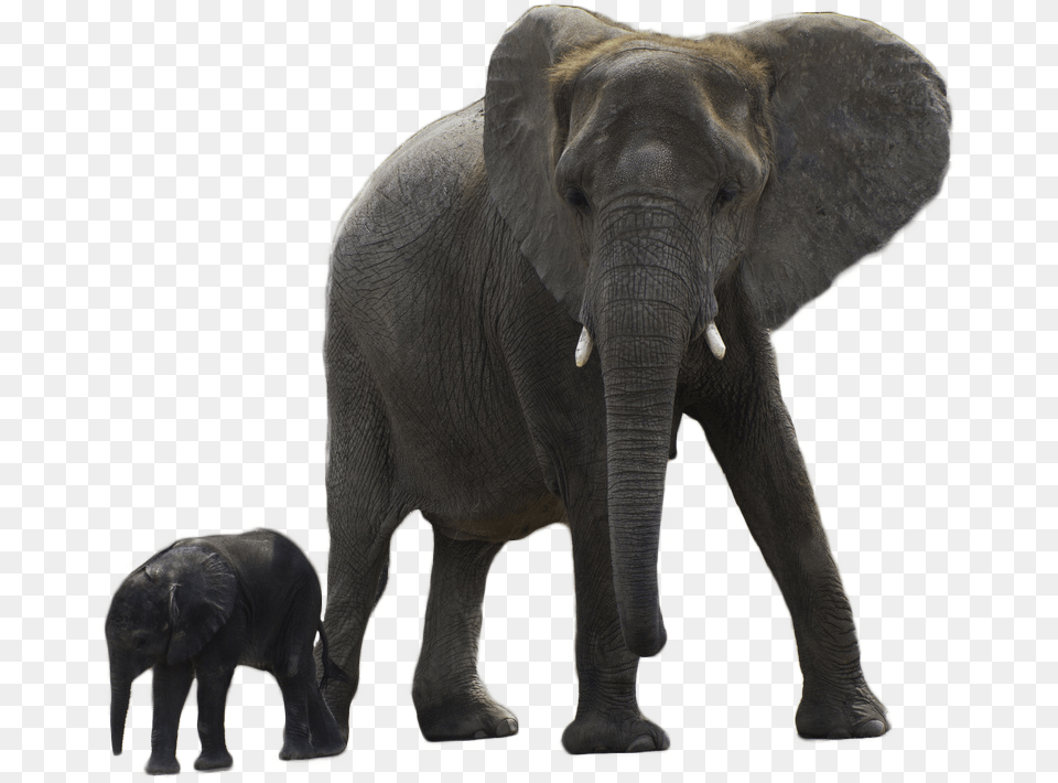 Elephant Arts Elephant With Baby, Animal, Mammal, Wildlife Free Png Download