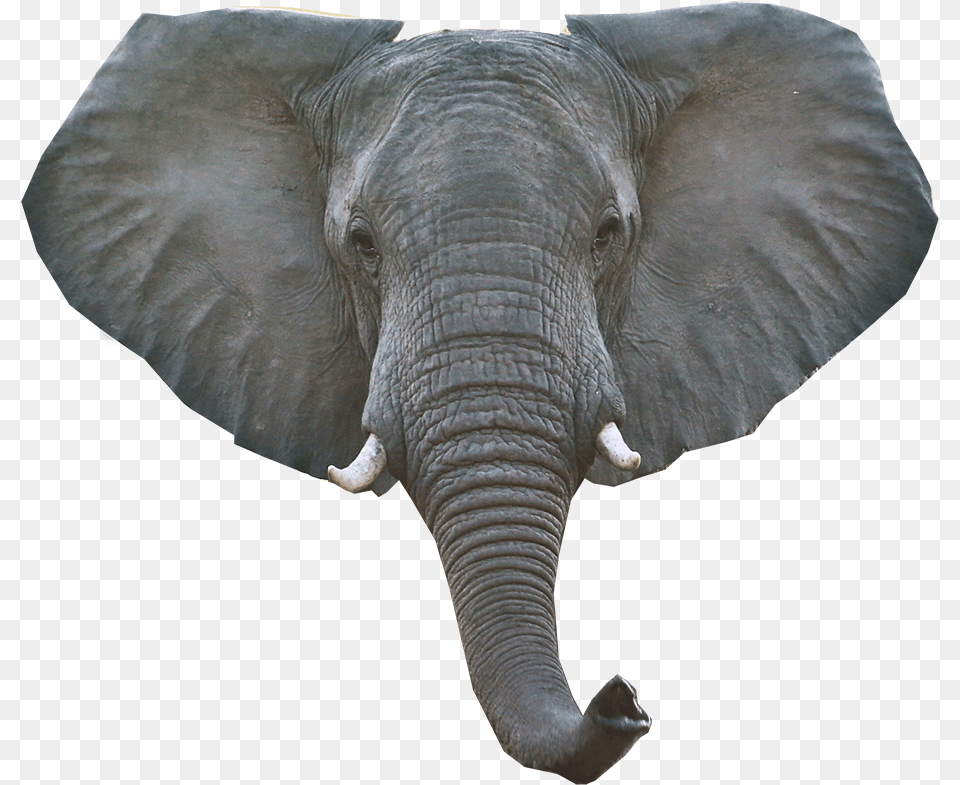 Elephant Download Image, Animal, Mammal, Wildlife Free Transparent Png