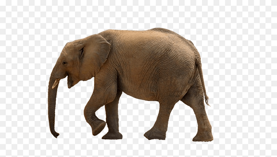 Elephant Download Transparent Baby Elephant, Animal, Mammal, Wildlife Png Image