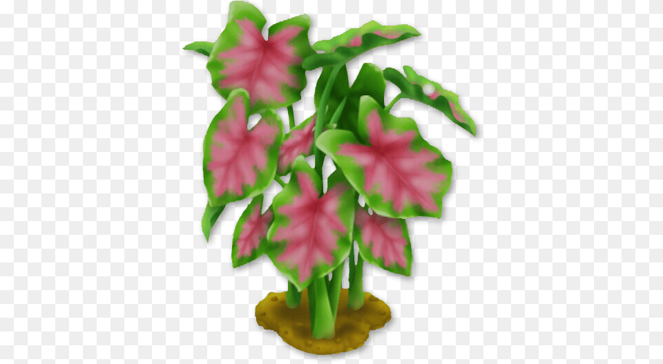 Elephant Ear Plant Cattlianthe Jewel Box, Flower, Leaf, Flower Arrangement, Potted Plant Png