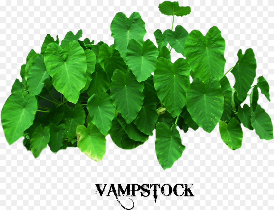 Elephant Ears Vampstock By Vampstock Elephant Ear, Green, Leaf, Plant, Herbal Free Transparent Png