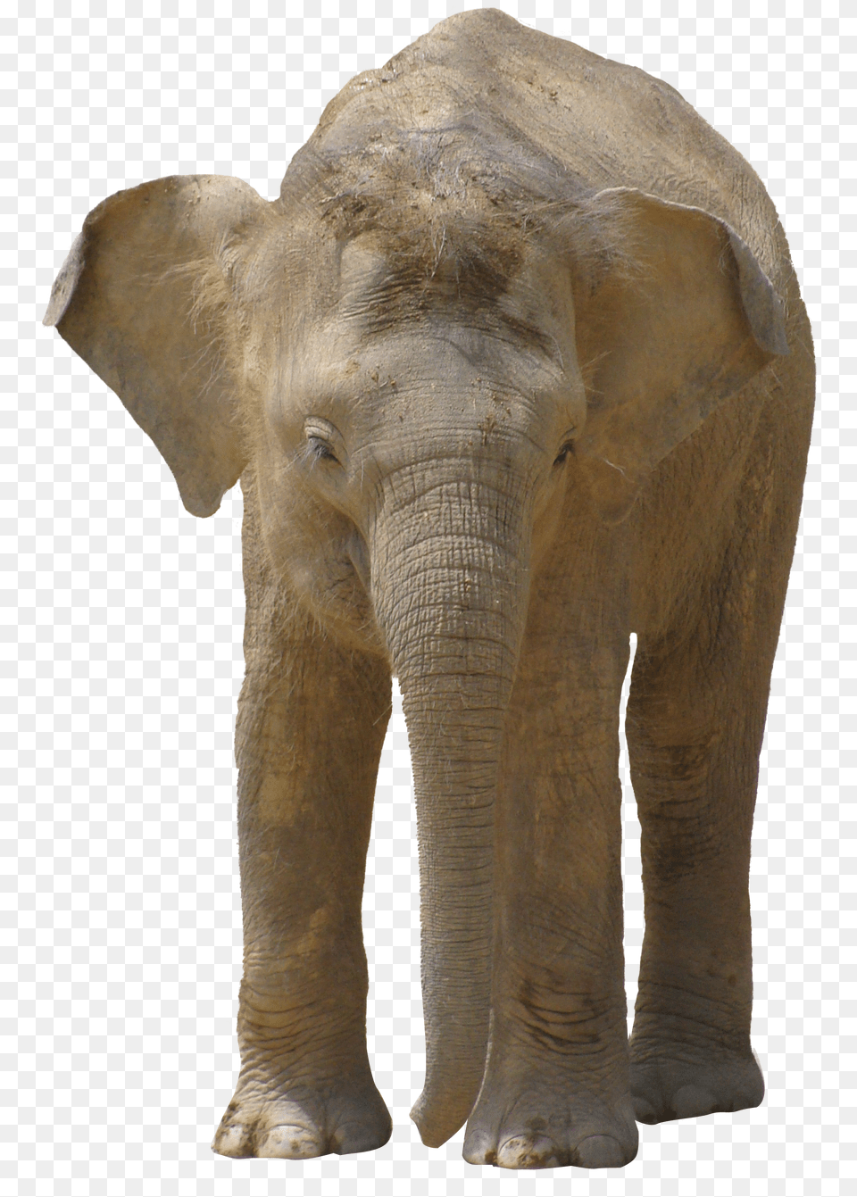 Elephant Elefante, Animal, Mammal, Wildlife Png Image