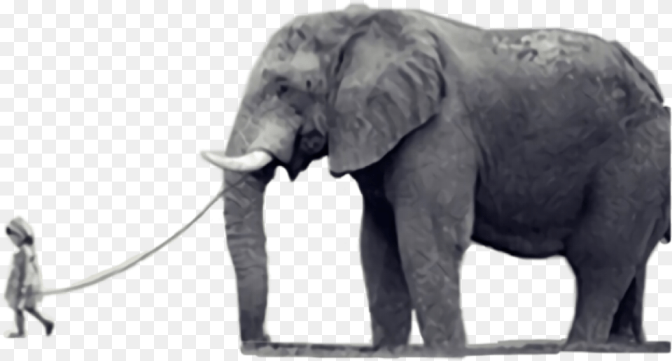 Elephant Elefante Freetoedit, Animal, Mammal, Wildlife Png