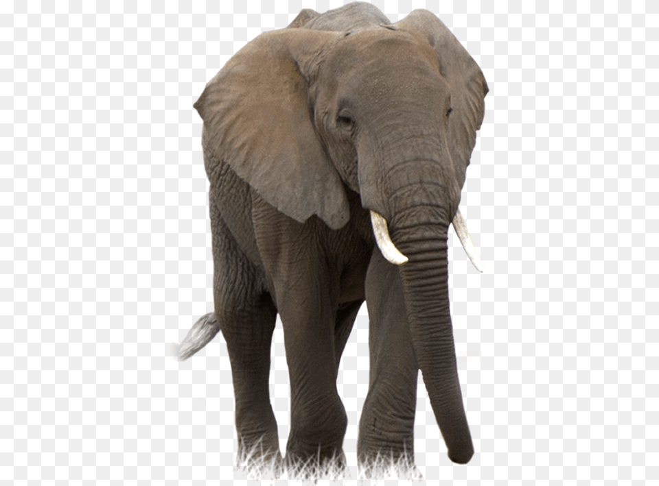 Elephant Elephant, Animal, Mammal, Wildlife Png Image